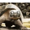 FUNNY ANIMALS 8
