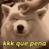 Memes de pets 14