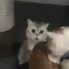 Meoww 13