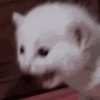 😱Grititos Pa’ Tu Chat😱 5