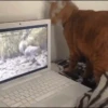 🐾❤️Gatitos para ti😻😽 12