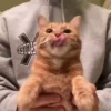Animado para o seu chat 1 11