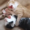 🐾❤️Gatitos para ti😻😽 8
