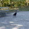 🐕 PUSHKIN TIK TOK 🐾 12