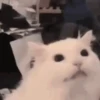 Random cute cat💕 7