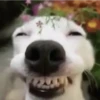 FUNNY ANIMALS 14