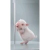 Ayo joget 10