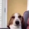 Animated Memes 6