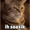Random cute cat💕 5