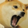 🤪Doge Random🐶 6