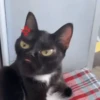 🐾❤️Gatitos para ti😻😽 11