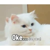 Kucing 11