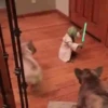 🐶 Perritos Mov. 2 🐾 12