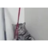 Gatos animados 3 12