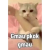 Kucing 7