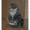Gatos animados 3 22