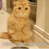 Funny Animals 8