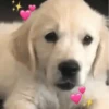 Cachorrinhos fofos 14