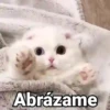 Gatitos con Frases 16
