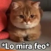 Gatitos con Frases 17