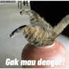 Animasi kucing 22
