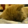 Gatos animados 2 23