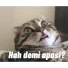 Animasi kucing 23