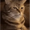 Respondendo com sarcasmo 9
