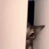 GATOS CURA DEPRESIÓN🙀💕Animados 7