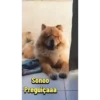 Scobar 2.0 13