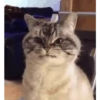 Kucing gemezz 13