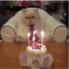 Gatos animados 3 13