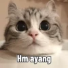 Kucing 9