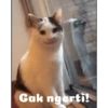 Animasi kucing 7