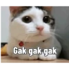Kucing 14