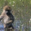 Monos_random_2 15
