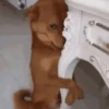 Cachorrinhos fofos 8