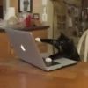 Gatos animados 3 5