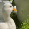 Animalitos Reacciones MOV 20