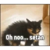 Kucing 15