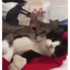 GATOS CURA DEPRESIÓN🙀💕Animados 6