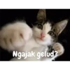 Animasi kucing 5