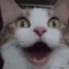 GATOS CURA DEPRESIÓN🙀💕Animados 11
