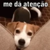 Explosão de fofura 💕 9