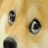 🤪Doge Random🐶 12