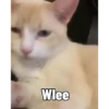 Kucing 13