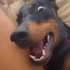 Memes de pets 12