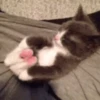 Cada vez mais gatinhos animados 9