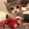 GATOS CURA DEPRESIÓN🙀💕Animados 14