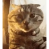 Gatos animados 2 22